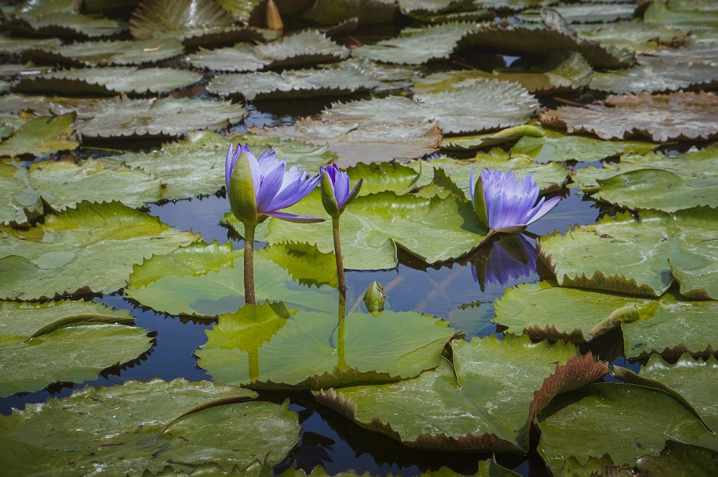 6L-8L Pot Sales Store -6L-8L Pot Sales Store Dingtalk 20230209142318