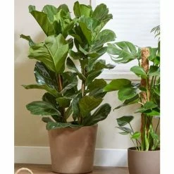 Fiddle Leaf Fig | Ficus Lyrata