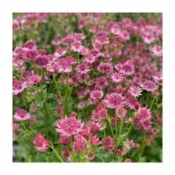 Astrantia Collection | 4 x 1L Pots -6L-8L Pot Sales Store P5000COL18 add image 2 eb9b