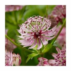 Astrantia Collection | 4 x 1L Pots -6L-8L Pot Sales Store P5000COL18 add image 3 9af6