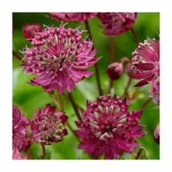 Astrantia Collection | 4 x 1L Pots -6L-8L Pot Sales Store P5000COL18 add image 4 1652