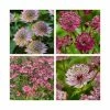 Astrantia Collection | 4 x 1L Pots