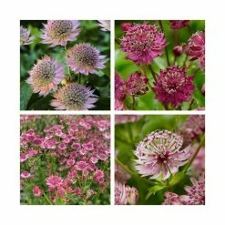 Astrantia Collection | 4 x 1L Pots