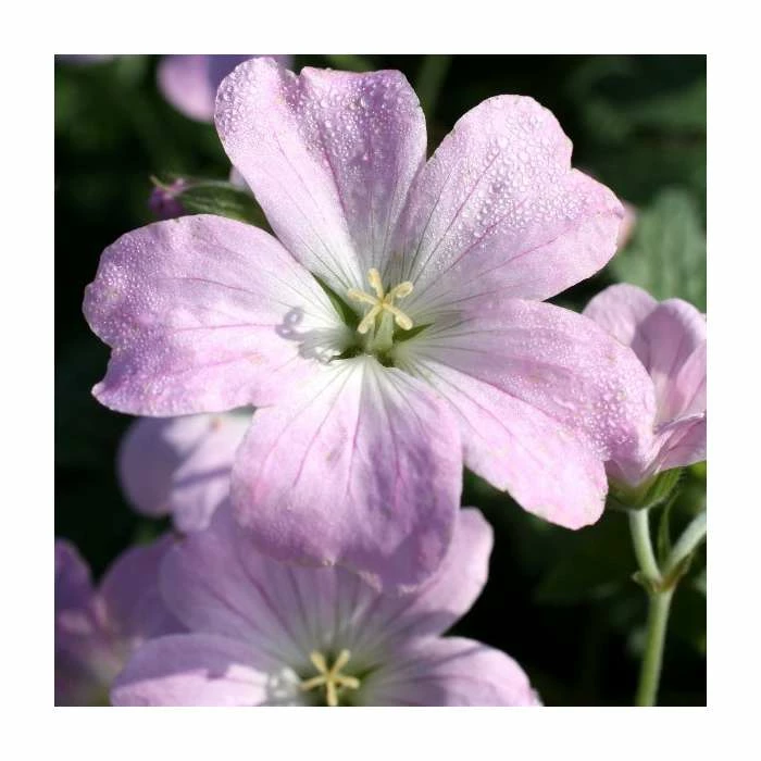 Loved by Pollinators Perennial Collection | 4 x 1L Pots 4 Loved by Pollinators Perennial Collection | 4 x 1L Pots - Image 2