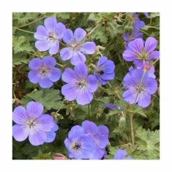 Loved by Pollinators Perennial Collection | 4 x 1L Pots 9 Loved by Pollinators Perennial Collection | 4 x 1L Pots -6L-8L Pot Sales Store P5000COL20 add image 2 97f7