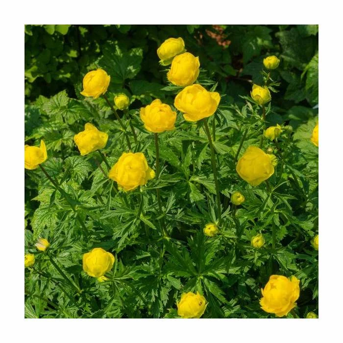 Loved by Pollinators Perennial Collection | 4 x 1L Pots 6 Loved by Pollinators Perennial Collection | 4 x 1L Pots - Image 4