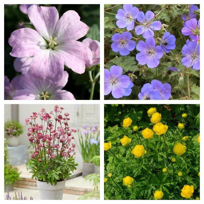 Loved by Pollinators Perennial Collection | 4 x 1L Pots 3 Loved by Pollinators Perennial Collection | 4 x 1L Pots