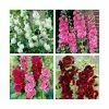 8 x Alcea Chaters Plants | Beautiful Colour & Structure Collection | 1L Pots -6L-8L Pot Sales Store P5000COL2 main image 2fb4