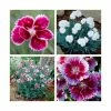 8 x Dianthus Alpine Plants | Fun and Fragrant Collection | 1L Pots -6L-8L Pot Sales Store P5000COL3 main image 4d9b