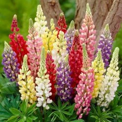 Radiant Lupin Collection | 8 x Lupin | 1L Pot