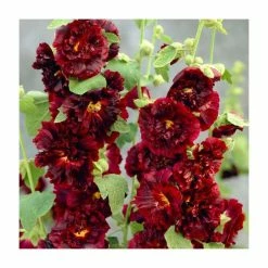 Alcea rosea 'Chaters Maroon' | Hollyhock