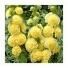 Alcea 'Chaters Yellow' | Hollyhock