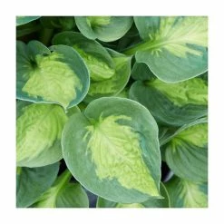 Hosta 'Sunset Grooves'