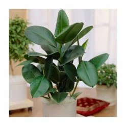 Rubber Plant | Ficus robusta