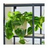 Philodendron Scandens | Heart Leaf Philodendron