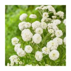 Achillea ptarmica 'The Pearl' | Sneezewort