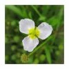 Miniature Plantain | Baldelia ranunculoides -6L-8L Pot Sales Store PL0586 main image 467b