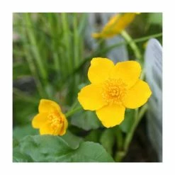 Marsh Marigold | Caltha palustris -6L-8L Pot Sales Store PL0587 rollover image 7901