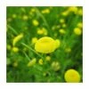 Golden Buttons | Cotula coronopifolia 2 Golden Buttons | Cotula coronopifolia -6L-8L Pot Sales Store PL0591 main image e6eb