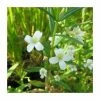 Summer Snowflake | Gratiola officinalis
