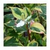 Orange Peel Plant | Houttuynia cordata -6L-8L Pot Sales Store PL0595 main image 0a57
