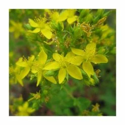 Square Stemmed St John's Wort | Hypericum tetrapterum