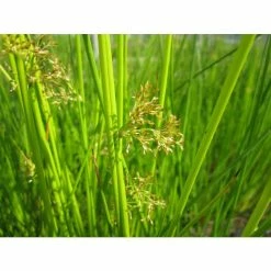 Common Rush | Juncus effusus -6L-8L Pot Sales Store PL0598 add image 1 97c5