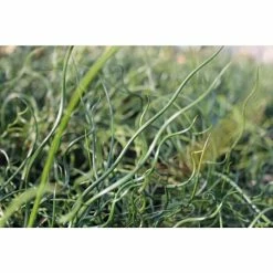 Corkscrew | Juncus effusus 'Spiralis' -6L-8L Pot Sales Store PL0599 add image 1 c73e