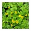 Creeping Jenny | Lysimachia nummularia -6L-8L Pot Sales Store PL0602 main image b16d