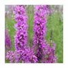 Purple Loosestrife | Lythrum salicaria 1 Purple Loosestrife | Lythrum salicaria -6L-8L Pot Sales Store PL0604 main image a2b5