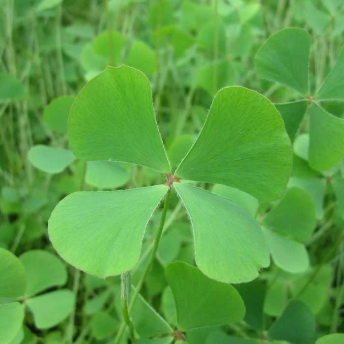 Upright Quadrifolia | Marsilea quadrifolia 3 Upright Quadrifolia | Marsilea quadrifolia