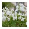 White Mazus | Mazus reptans 'Alba' -6L-8L Pot Sales Store PL0607 main image dcd6