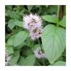 Water Mint | Mentha aquatica -6L-8L Pot Sales Store PL0608 main image ee4e