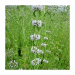 6L-8L Pot Sales Store -6L-8L Pot Sales Store PL0609 rollover image 3a35