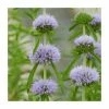 Penny Royal | Mentha pulegium -6L-8L Pot Sales Store PL0610 main image 1b5e