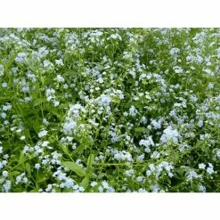 Water Forget-Me-Not | Myosotis scorpioides -6L-8L Pot Sales Store PL0612 add image 2 26bf