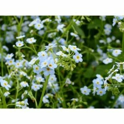 Water Forget-Me-Not | Myosotis scorpioides -6L-8L Pot Sales Store PL0612 add image 3 55b9