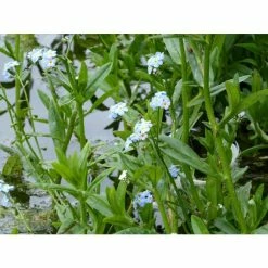 Water Forget-Me-Not | Myosotis scorpioides -6L-8L Pot Sales Store PL0612 add image 4 545e