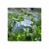 Water Forget-Me-Not | Myosotis scorpioides 1 Water Forget-Me-Not | Myosotis scorpioides -6L-8L Pot Sales Store PL0612 main image d229