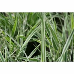 Gardener's Garters | Phalaris arundinacea 'Picta' -6L-8L Pot Sales Store PL0616 add image 2 5cca