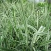 Gardener's Garters | Phalaris arundinacea 'Picta' -6L-8L Pot Sales Store PL0616 main image 45b3