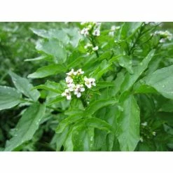 Watercress | Nasturtium aquaticum -6L-8L Pot Sales Store PL0620 add image 1 b0a2