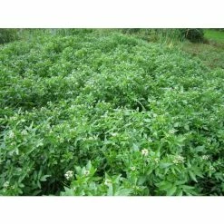 Watercress | Nasturtium aquaticum -6L-8L Pot Sales Store PL0620 add image 2 c6c2