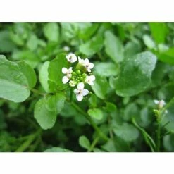 Watercress | Nasturtium aquaticum -6L-8L Pot Sales Store PL0620 add image 3 0a65
