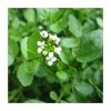 Watercress | Nasturtium aquaticum 1 Watercress | Nasturtium aquaticum -6L-8L Pot Sales Store PL0620 main image 3232