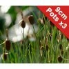 Miniature Bullrursh | Typha minima -6L-8L Pot Sales Store PL0623 main image d21b