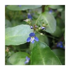 Brooklime | Veronica beccabunga