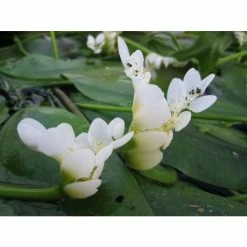 Water Hawthorn | Aponogeton distachyus -6L-8L Pot Sales Store PL0626 add image 2 7655