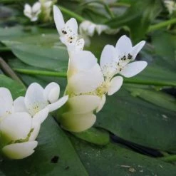 6L-8L Pot Sales Store -6L-8L Pot Sales Store PL0626 rollover image 7a8c