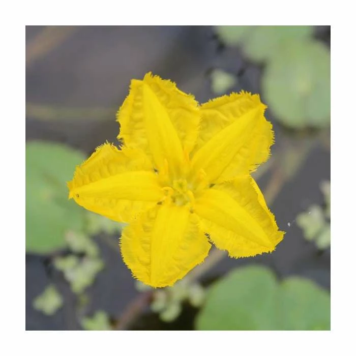 1L Yellow Floating Heart Nymphoides Peltata 3 1L Yellow Floating Heart Nymphoides Peltata
